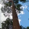 arvore centenaria