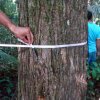 calculo da biomassa