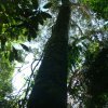 mata nativa